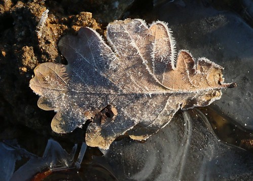 cold frost icecrystals winter essex nature plants pattern geometric symmetry ground landscape outdoor uk morning temperature sunlight sunny