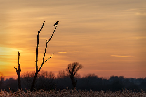 strumpshawfen winter rspb reeds crow sunset norfolk silhouette