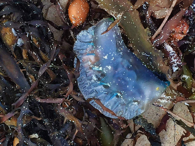 Blue bottle jellyfish, Mollymook Beach, AU