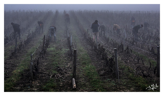 On travaille au futur cru / We work at the future wine - Vouvray
