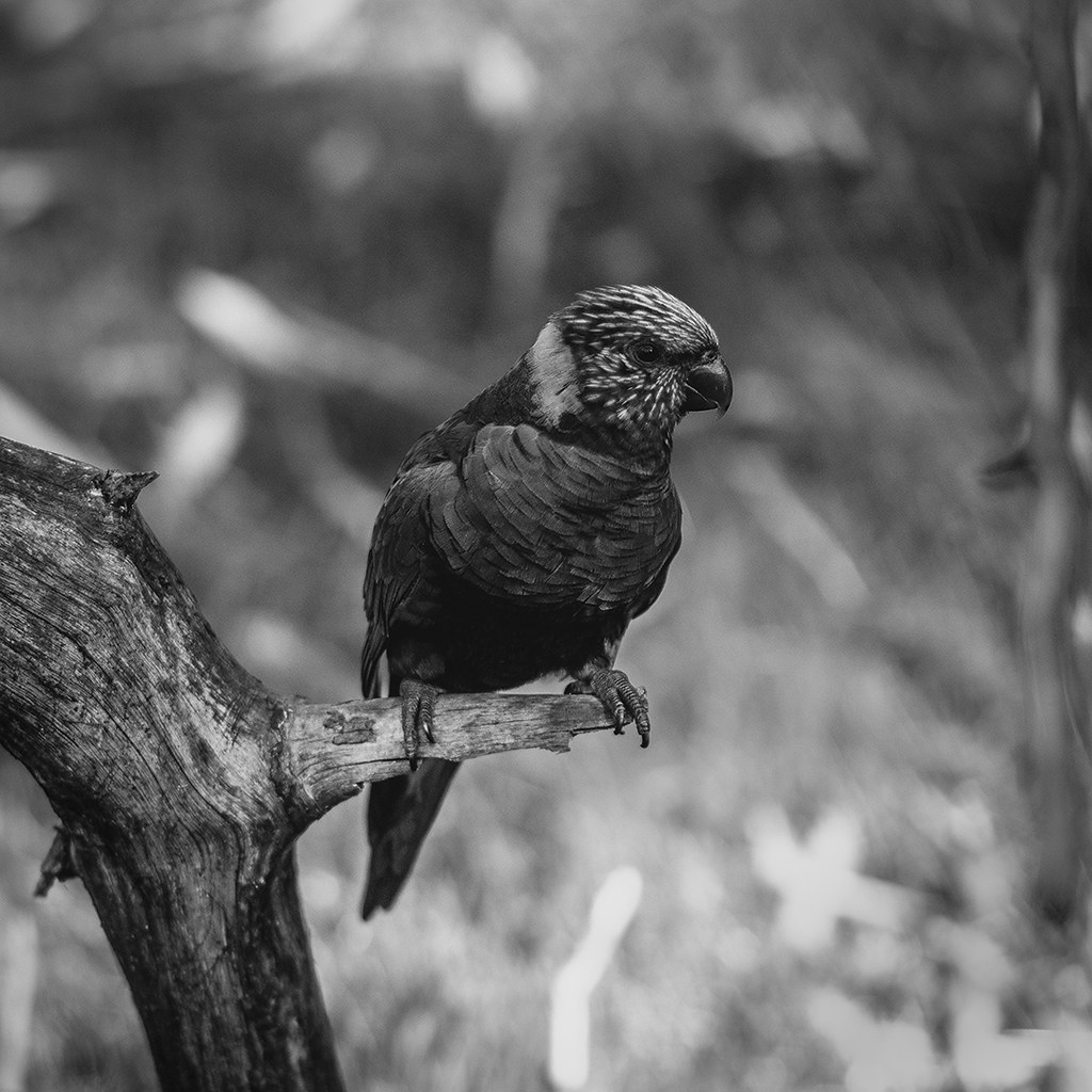 Rainbow Lorikeet, one of the most colorful birds in the world, in black and white...