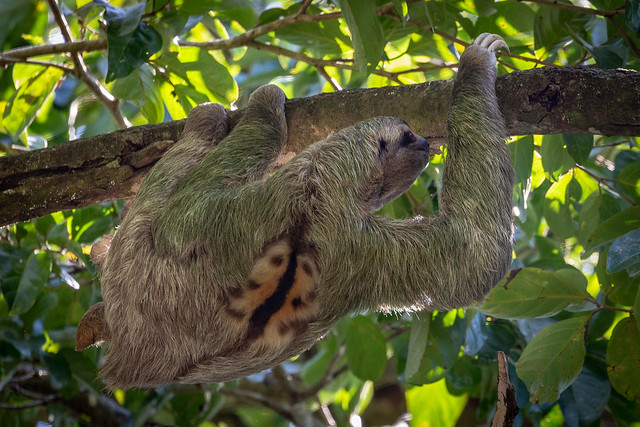 Three-toed sloth with Algae