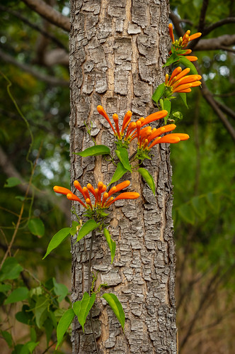 flowers orangetrumpet plants pyrostegiavenusta tamronsp70200mmf28dildifmacro oceanviewestates hawaii unitedstates