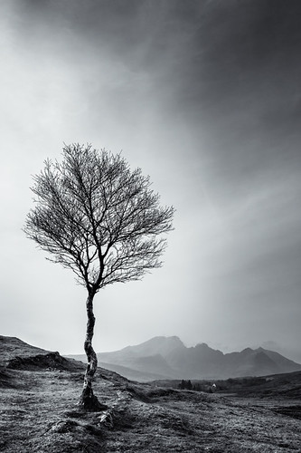 Wiggly Tree and Bla Bheinn | by amcgdesigns