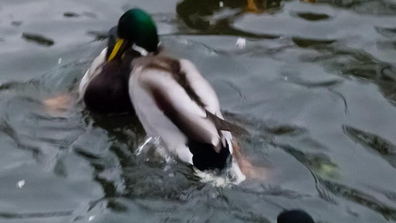 Fighting beak to beak, mallard drakes