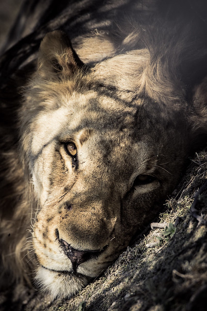 Lion gaze