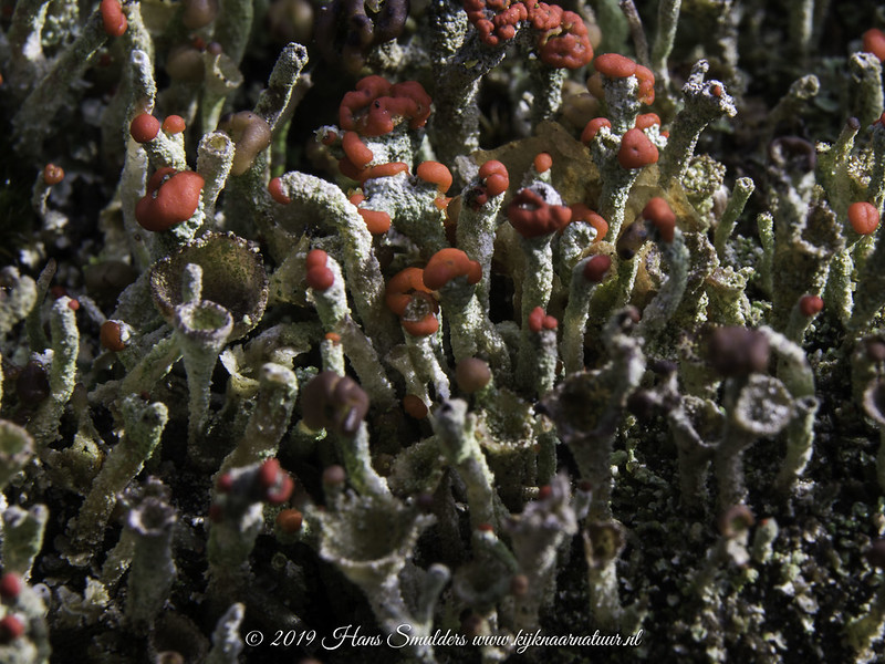 Rode heidelucifer (Cladonia floerkeana)-819_0355