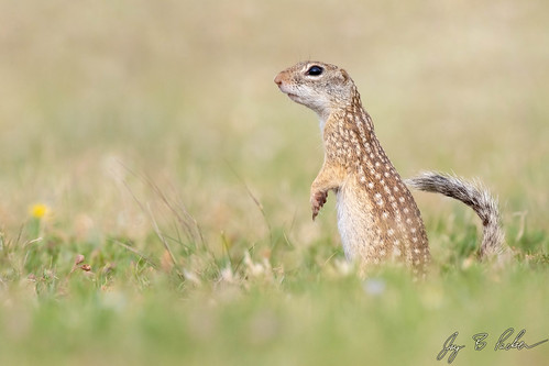 Mexican Ground Squirrel | by Jay Packer