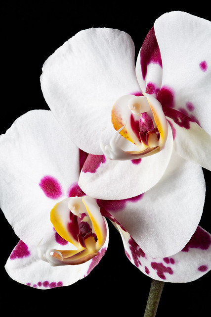 Dalmatian Orchid