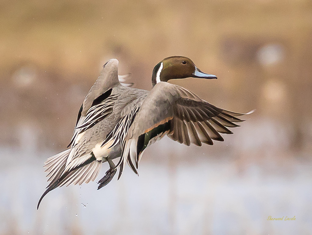 _SLL0345 Pintail