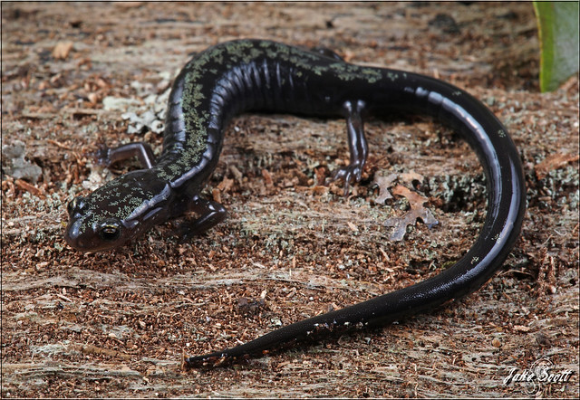 Peaks of Otter Salamander (Plethodon hubrichti)
