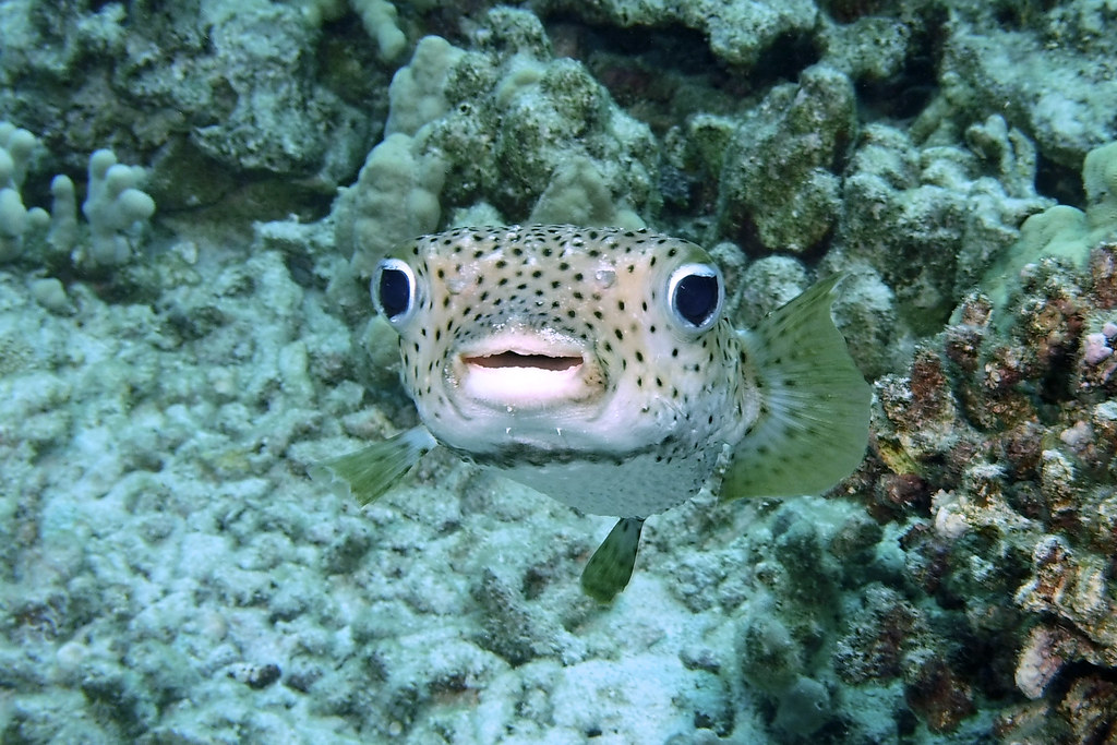 funny face, giant porcupinefish, BarryFackler