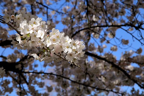 Een mooie lentedag in de Leuvense Kruidtuin (07/04/2018)