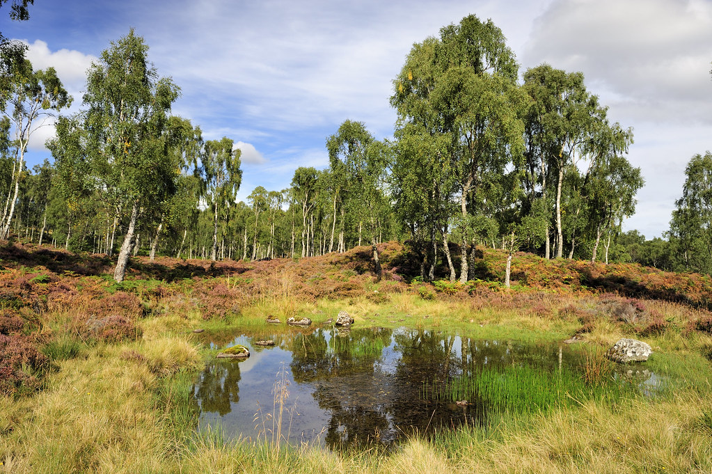 Craigellachie NNR - landscape view