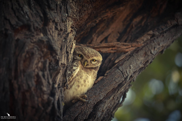 Little Spotted Owlet