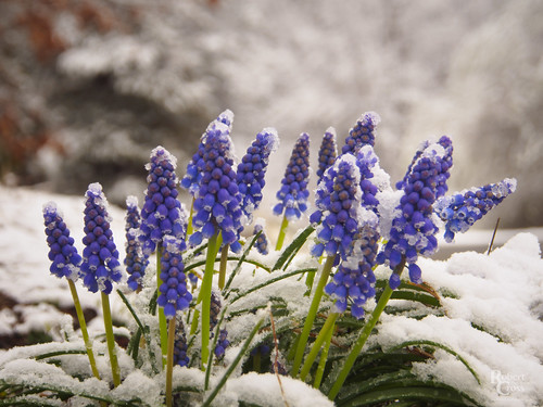 1250mmf3563mzuiko boston em5 malden massachusetts melrose omd olympus pinebankspark bluebells flowers landscape macro park snow spring winter