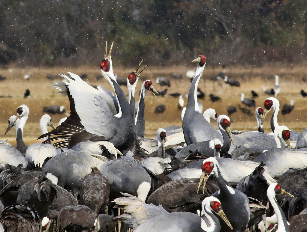 Grues à cou blanc - White-naped Cranes