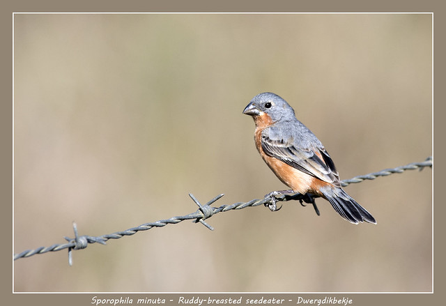 Ruddy-breasted seedeater
