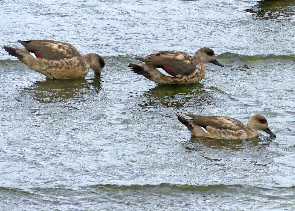 Crested Duck (Lophonetta specularioides)