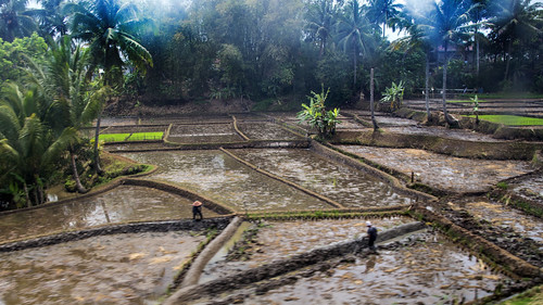 vacation holiday asia indonesië indonesia java trainride kalodaya view green landscape rice field irrigation harvested people working mud id