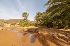 Oasis in the Mauritania desert