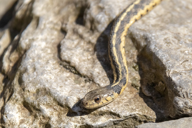 Thamnophis sirtalis, Hardscrabble hollow, Jackson County, Tennessee