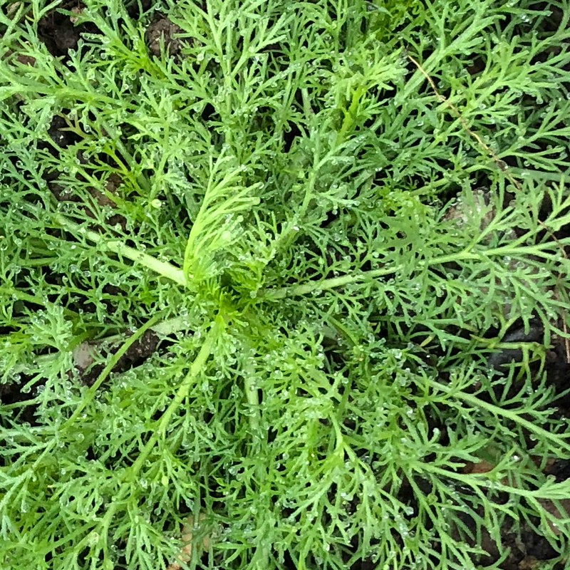 Common Yarrow