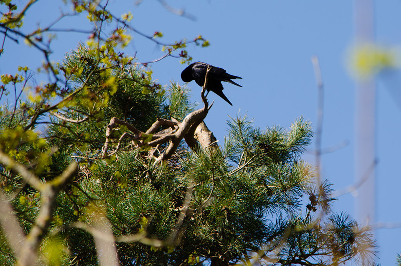 Rooks and nests, Wyken