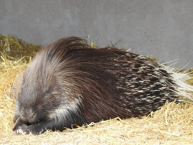 Snoozing porcupine