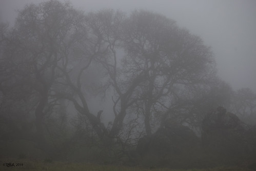 fog foggy shellridgeopenspace niebla tryingoutmynewlens