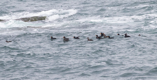 Black Scoter