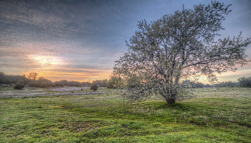 appletree flowering julianca california sandiegocounty tree sunset colorful