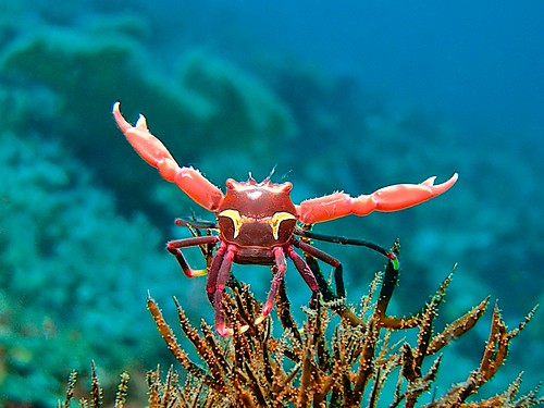 Raja Ampat