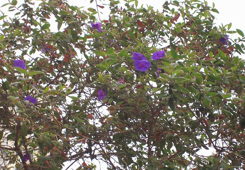 bush with purple flowers, Union Square San Francisco