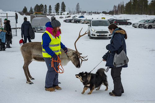 lapland lappi suomi finland winter snow landscape rovaniemi reindeer poro rovaniemiporocup2019