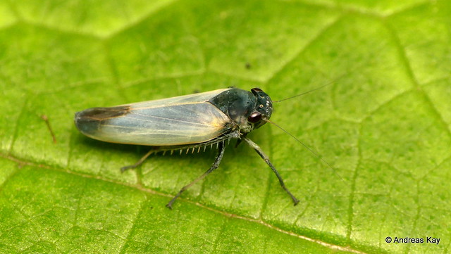 Leafhopper, Cicadellidae