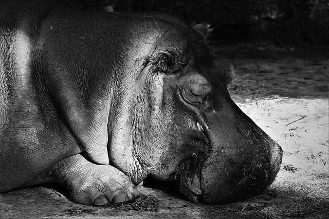Hippo.nap