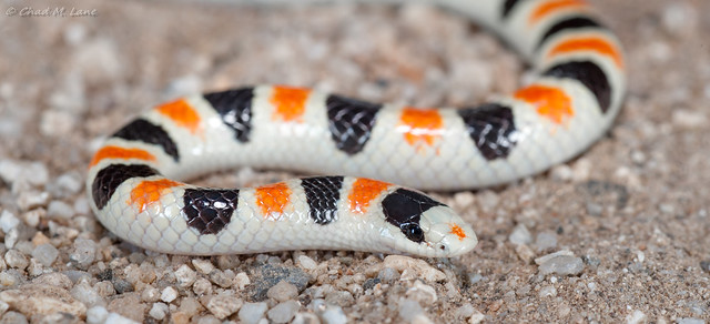 Colorado Desert Shovel-nosed Snake (Chionactis annulata annulata) Explored.