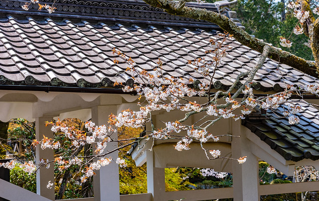 Sakura by the roof