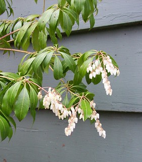 white-flowering andromeda bush, New Jersey