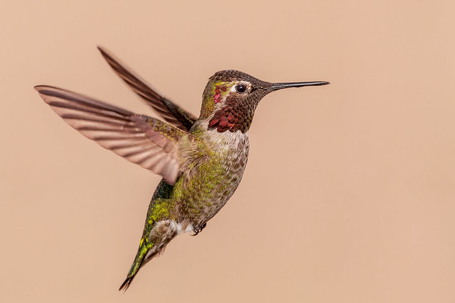 Male Anna's Hummingbird ( Explored 3-13-19 )