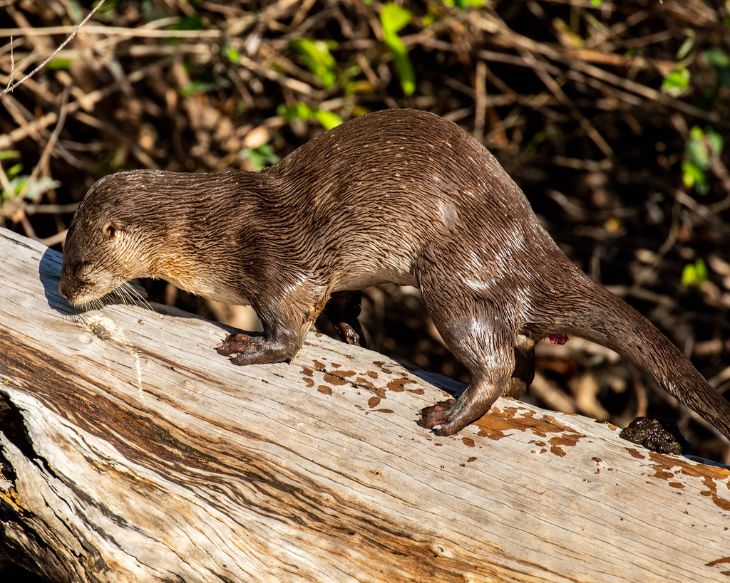 OTTER, Neotropical River