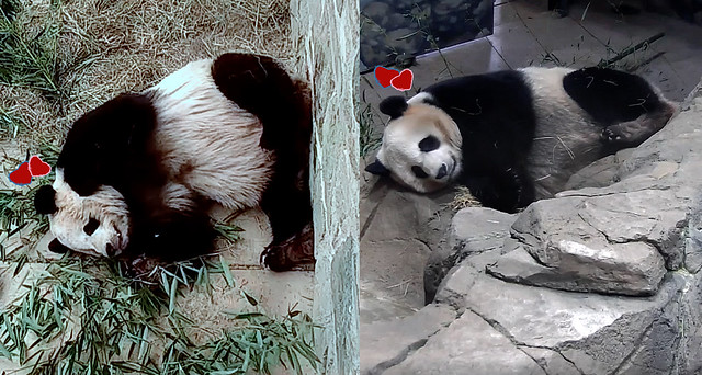 Tian Tian & Mei Xiang (Just dreamin' of my honey...) 2019-02-14 ca. 10.45 AM