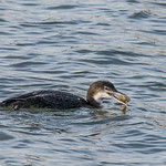 Common Loon w/ Crablet Dinner ©