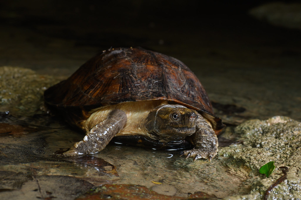 Cyclemys oldhamii, Oldham's leaf turtle - Kaeng Krachan Na… | Flickr