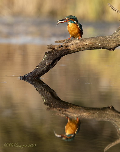 (f)Kingfisher, Hoped for reflection shots, these are just a few, hope you like them. | by keithprescott45