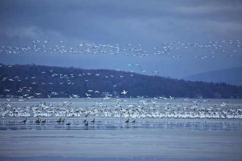 winter snow geese snowgeese life nature outdoors flight bird birds migration white skaneateles canon 2019 home flx spring march