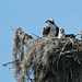 Flickr photo 'Ospreys (Pandion haliaetus)' by: Mary Keim.