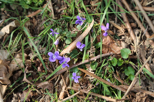 Violets near Frant 