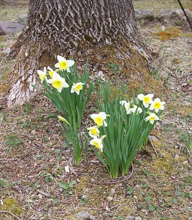 daffodils, New Jersey